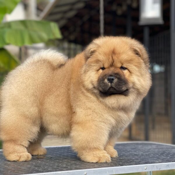 Meet Charlie – Playful Chow Chow Puppy