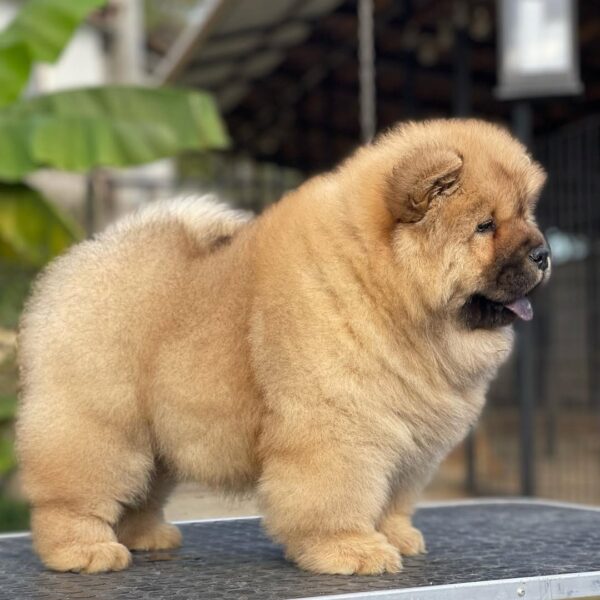 Meet Charlie – Playful Chow Chow Puppy - Image 2