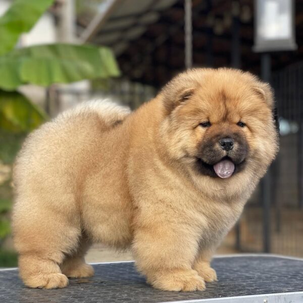 Meet Charlie – Playful Chow Chow Puppy - Image 3