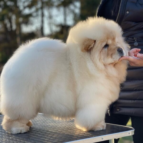 Meet Lilly – Your Fluffy Chow Chow Companion! - Image 2