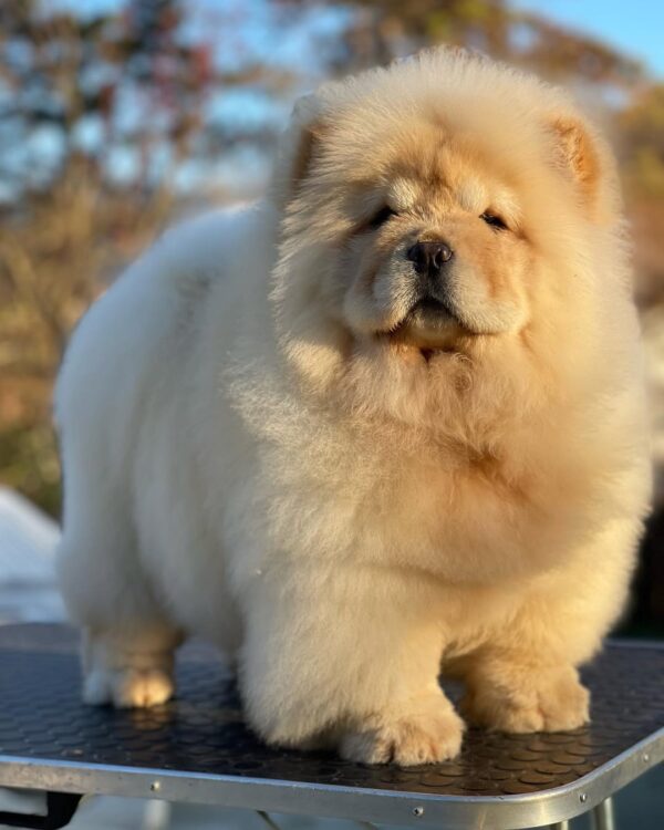 Meet Max – Handsome Chow Chow Puppy - Image 2