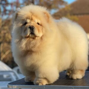 Meet Max – Handsome Chow Chow Puppy