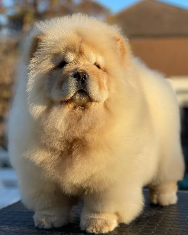 Meet Max – Handsome Chow Chow Puppy - Image 3